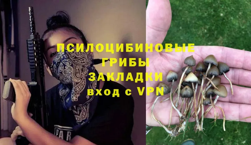 Галлюциногенные грибы Psilocybe  нарко площадка наркотические препараты  блэк спрут зеркало  Железногорск  продажа наркотиков 